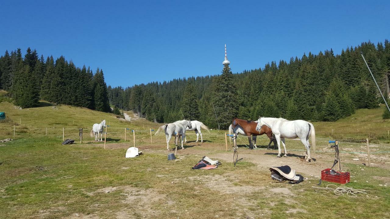 Papa Moose Pamporovo Appartement Buitenkant foto